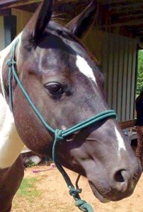 Gidget 2016-04